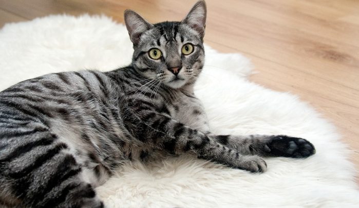 Grey tabby cat on a white fluffy mat