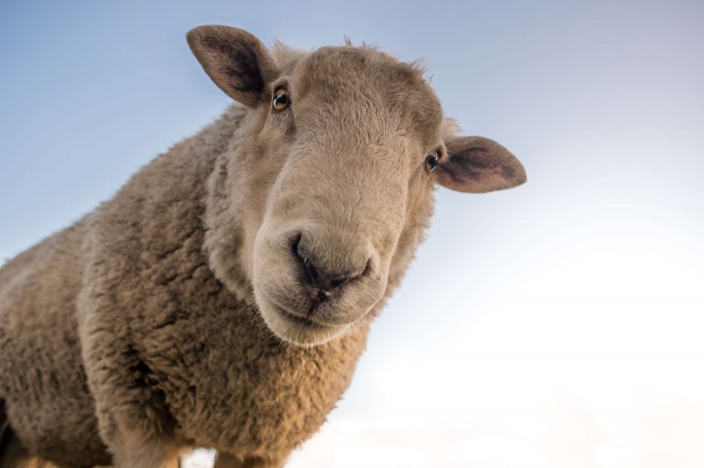 Sheep's-face-looking-down-into-camera