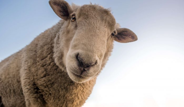 Sheep's-face-looking-down-into-camera