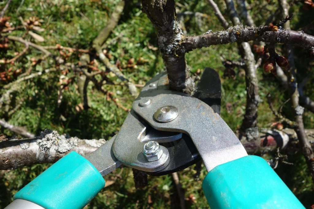 Secateurs-pruning-a-tree