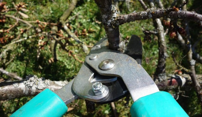 Secateurs-pruning-a-tree