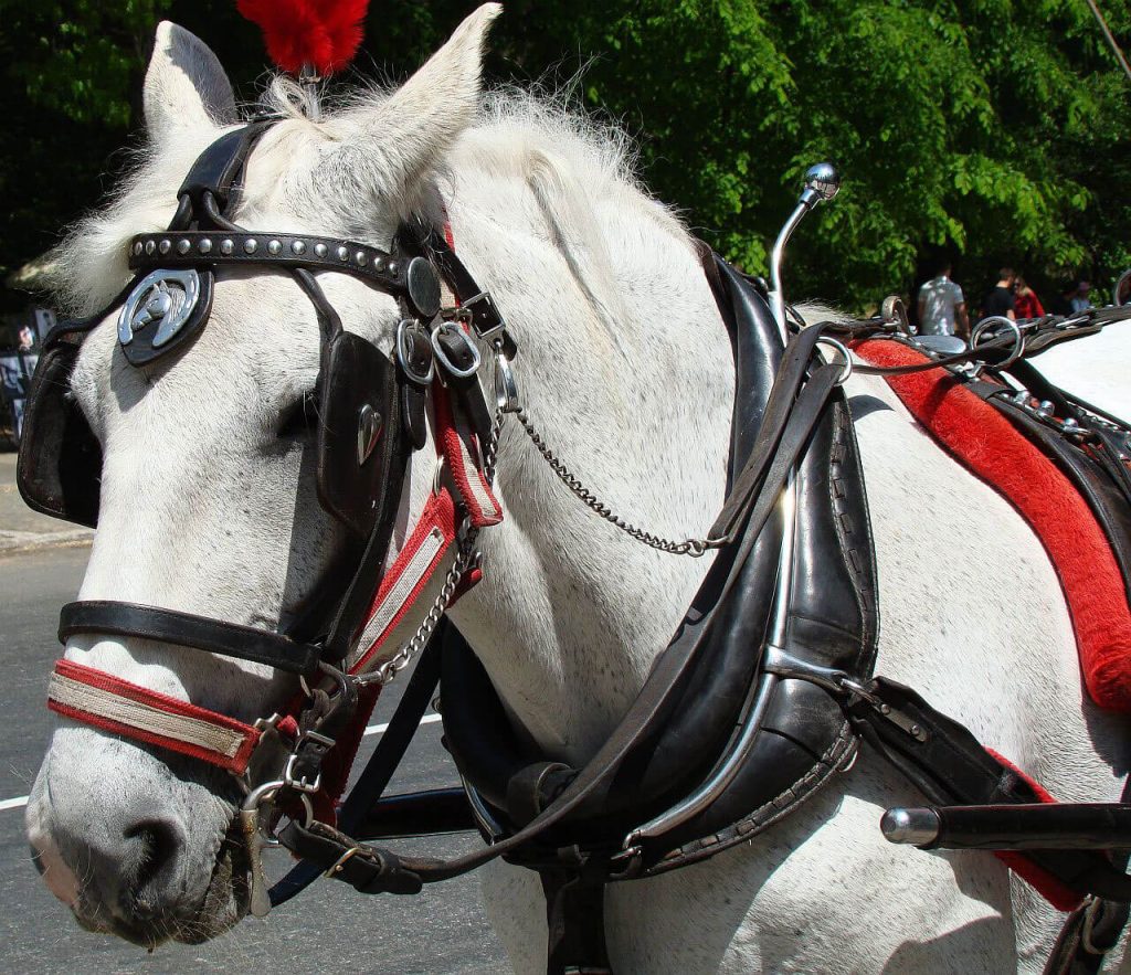 White-Shire-horse-wearing-blinkers