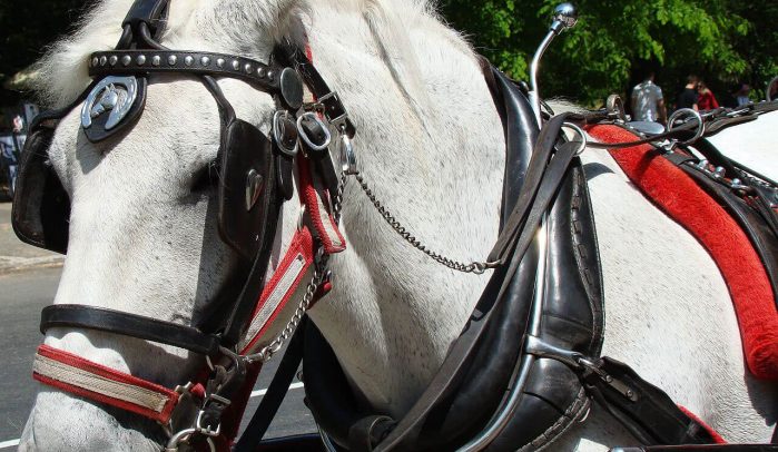 White-Shire-horse-wearing-blinkers