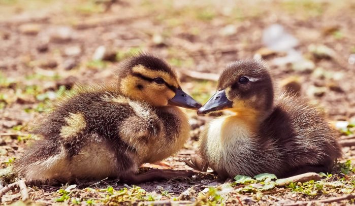 Two-little-brown-ducklings-sitting-on-soil