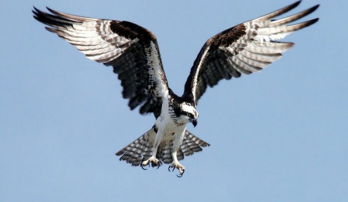 Bird-of-prey-ready-to-pounce