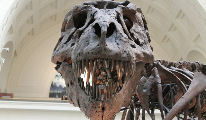 T-Rex-skull-looking-into-camera