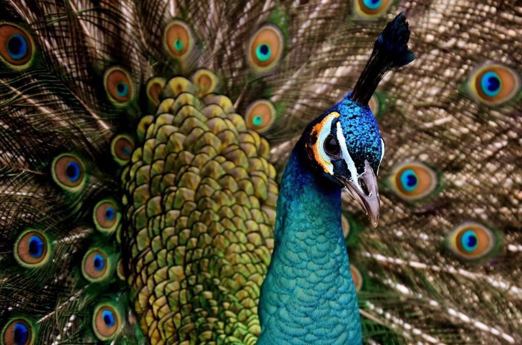 Peacock