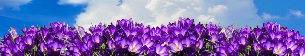 Purple-crocuses-under-cloudy-sky