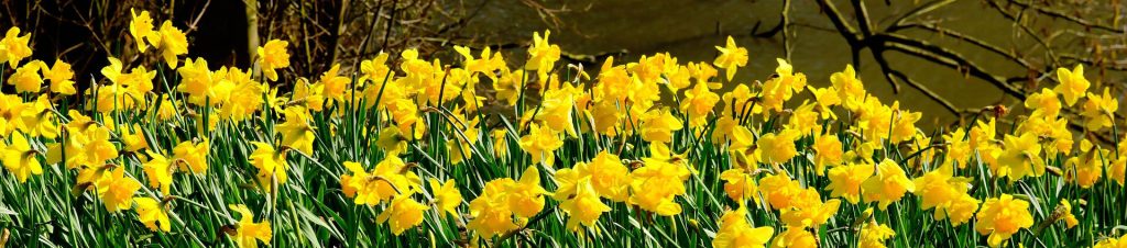 Daffodils-in-a-wood