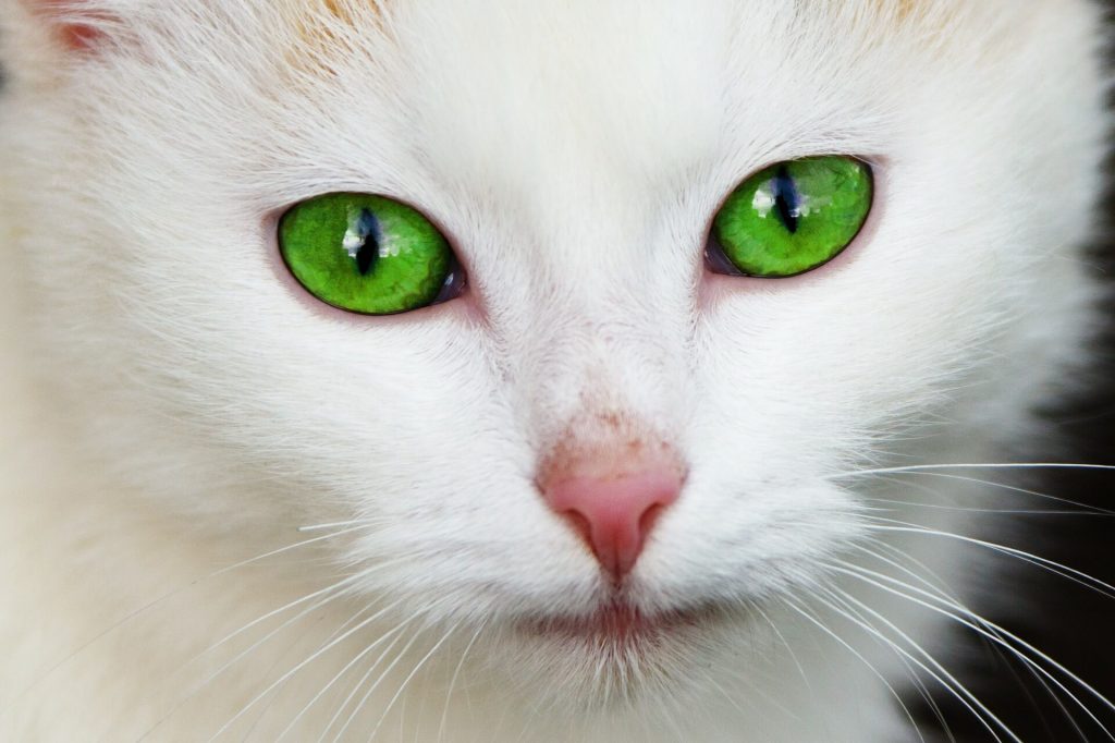 White-cat-with-vivid-green-eyes