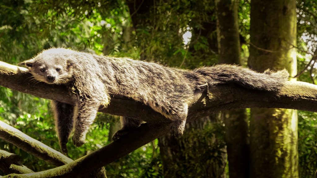 Lazy-mammal-dozing-on-tree-branch