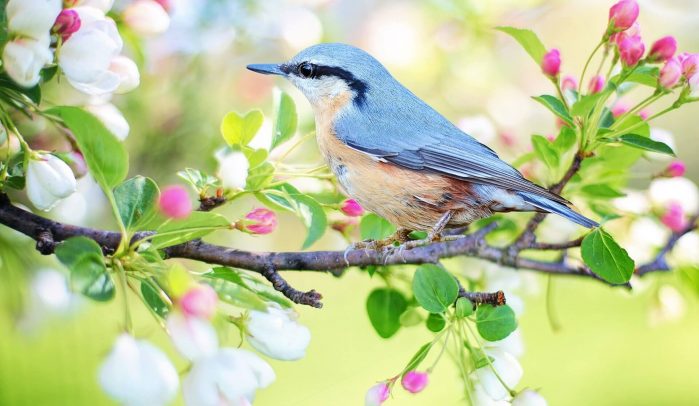 Small-bird-on-tree-branch-with-Spring-blossom