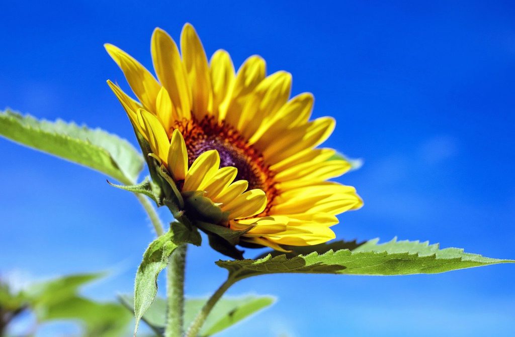 Sunflower-against-blue-sky