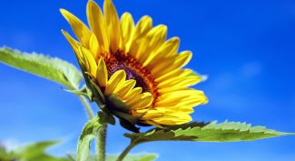 Sunflower-against-blue-sky