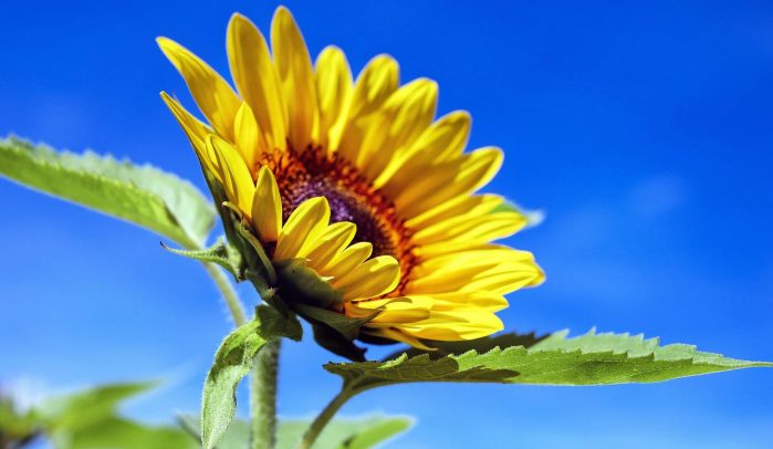 Sunflower-against-blue-sky