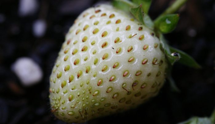 Close-up-of-unripe-strawberry