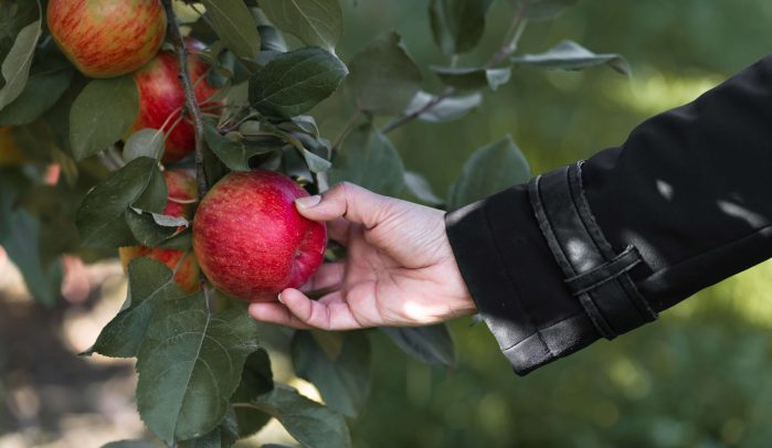 Low-hanging-apples